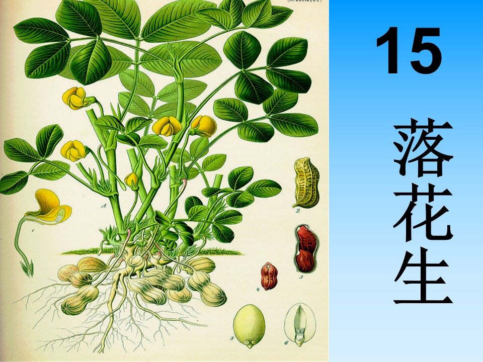 落花生