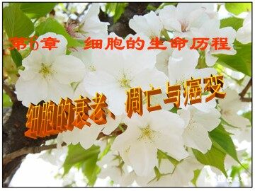 生物高中必修1第六章第四节课件4
