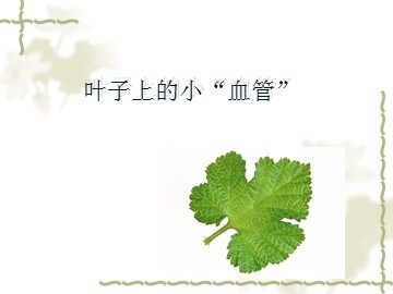 叶子上的小“血管”_课件1