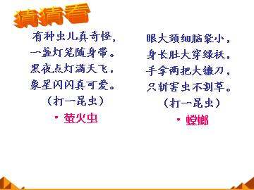 绿色蝈蝈_课件3