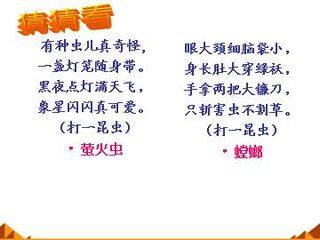 绿色蝈蝈_课件3