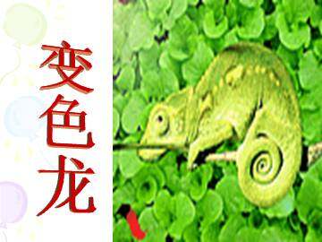 变色龙_课件1