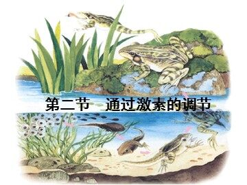 生物高中必修3第二章第二节课件4