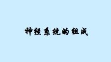 神经系统的组成_课件1