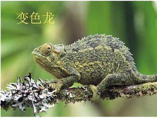 变色龙_课件1