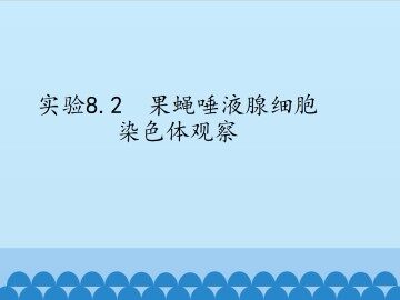 实验8.2  果蝇唾液腺细胞染色体观察_课件1