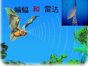 11 蝙蝠和雷达