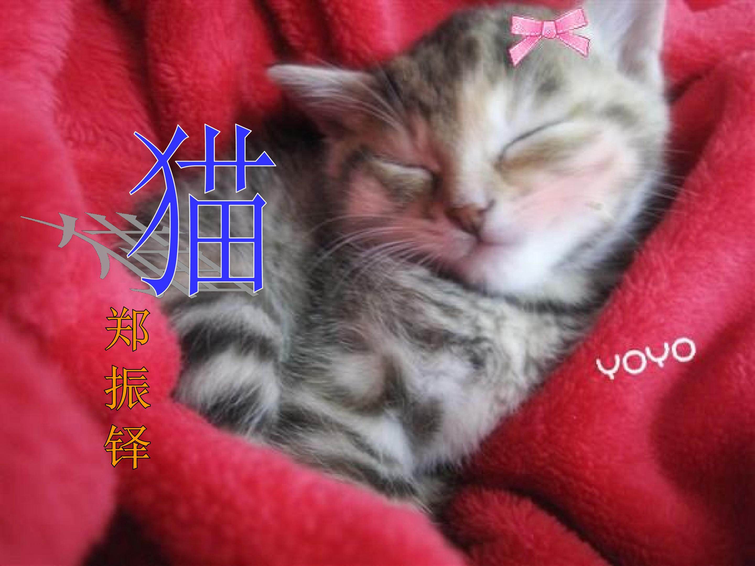 猫_课件1