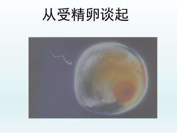 从受精卵谈起_课件1