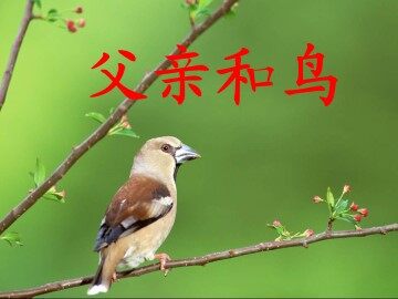 父亲和鸟_课件2