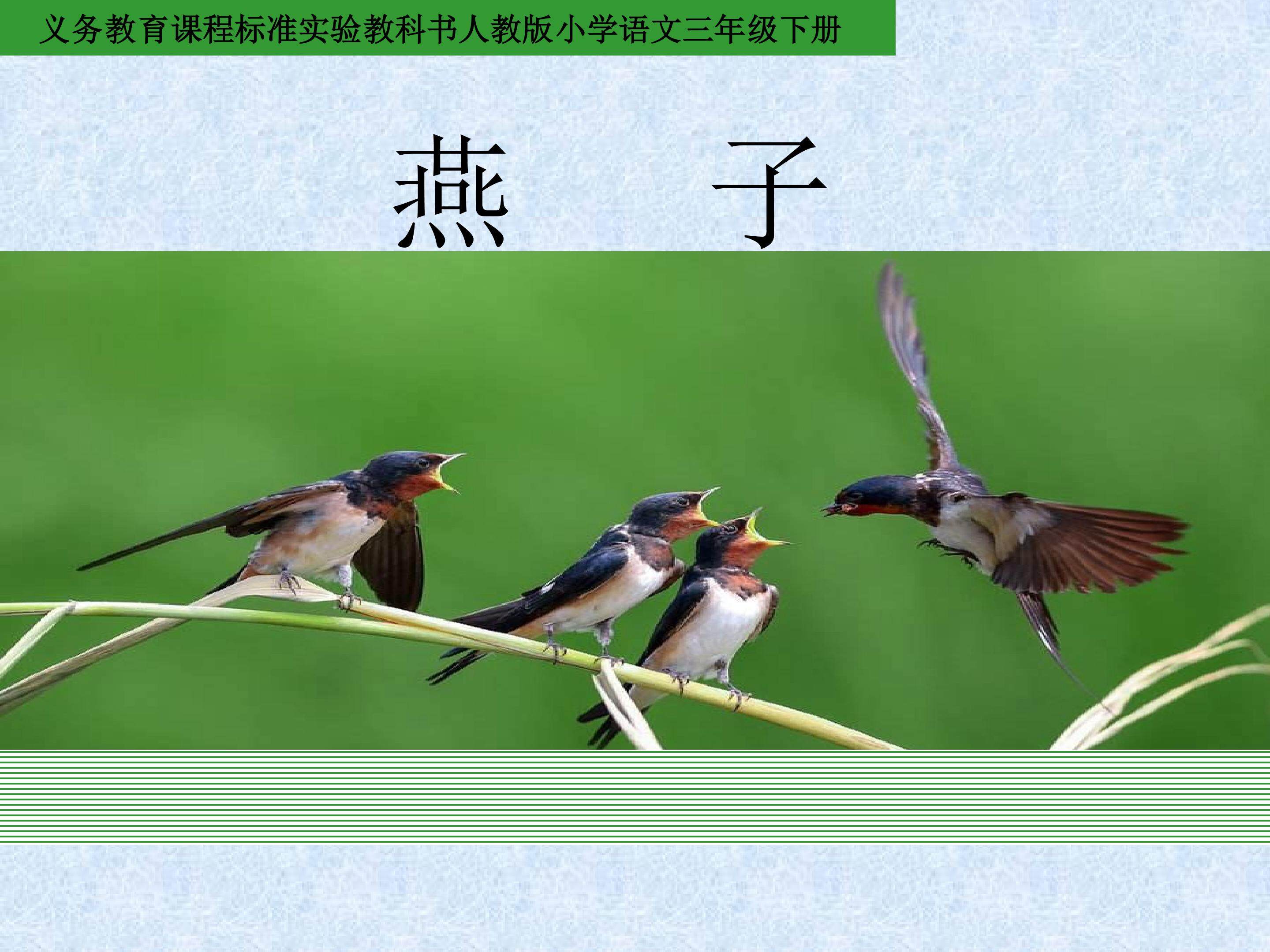 燕子