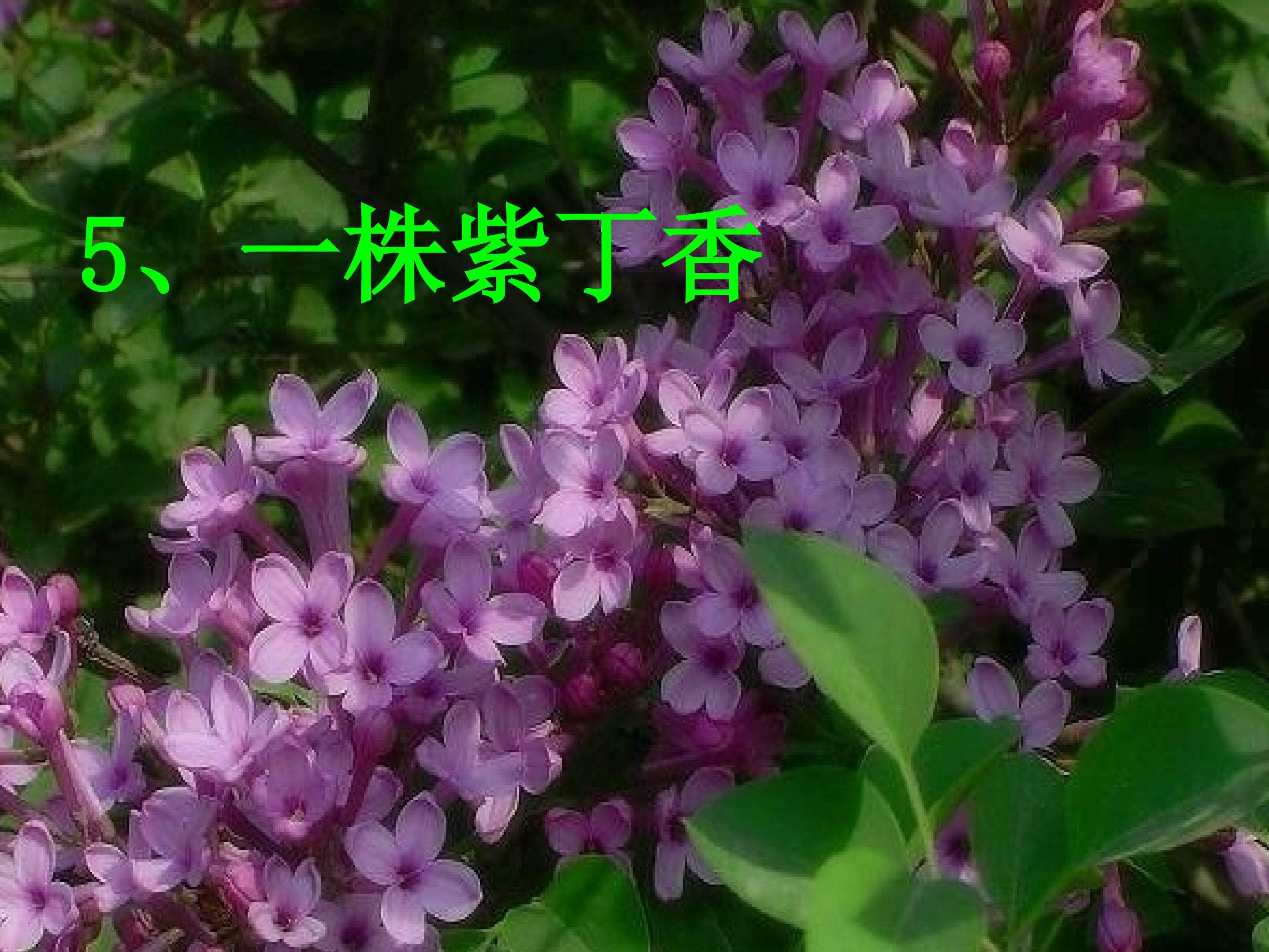 《一株紫丁香》