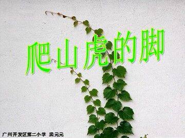 6.《爬山虎的脚》教学课件1