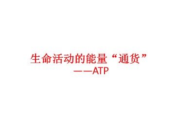 生命活动的能量“通货”——ATP_课件1