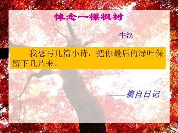 悼念一棵枫树_课件1