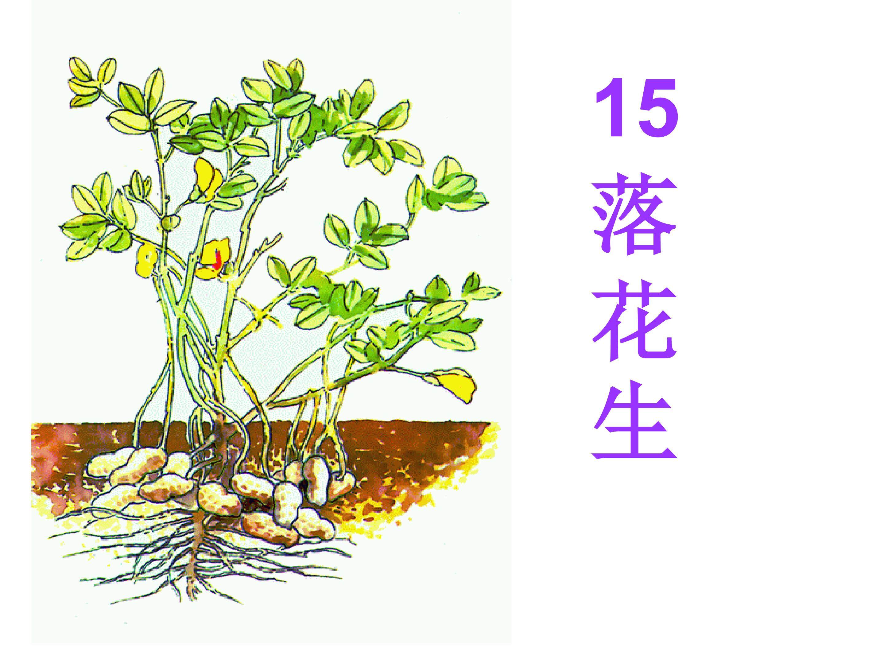 落花生