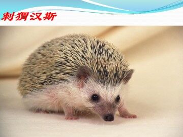 刺猬汉斯_课件1