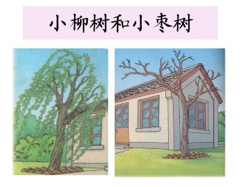 小柳树和小枣树_课件1