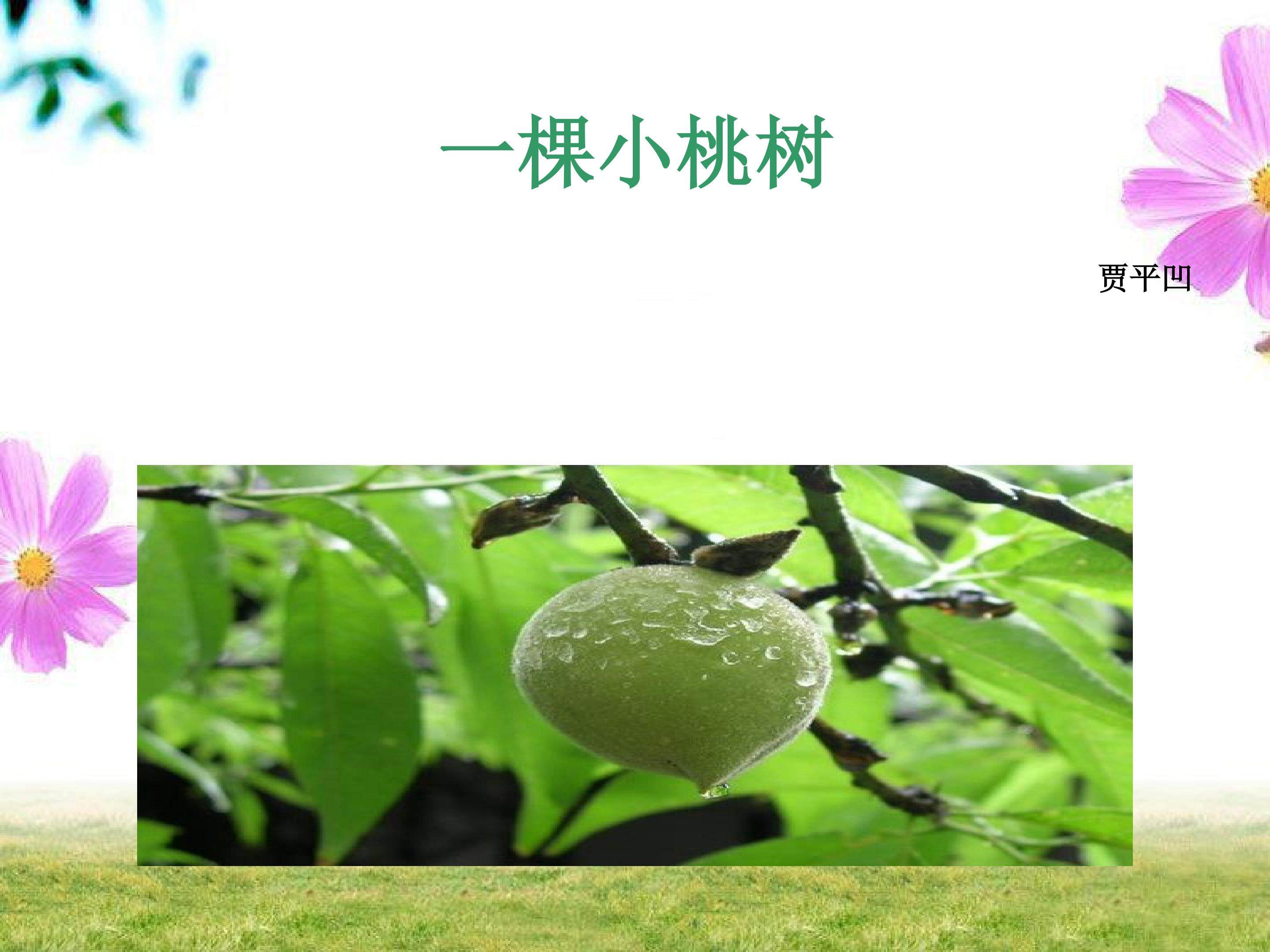 一棵小桃树