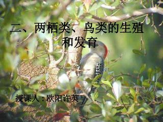 二、两栖类、鸟类的生殖和发育