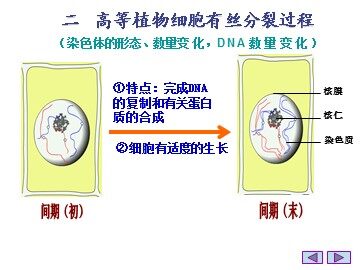 生物高中必修1第六章第一节课件5