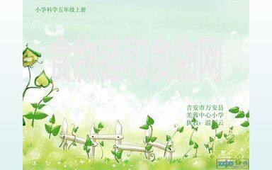 食物链和食物网