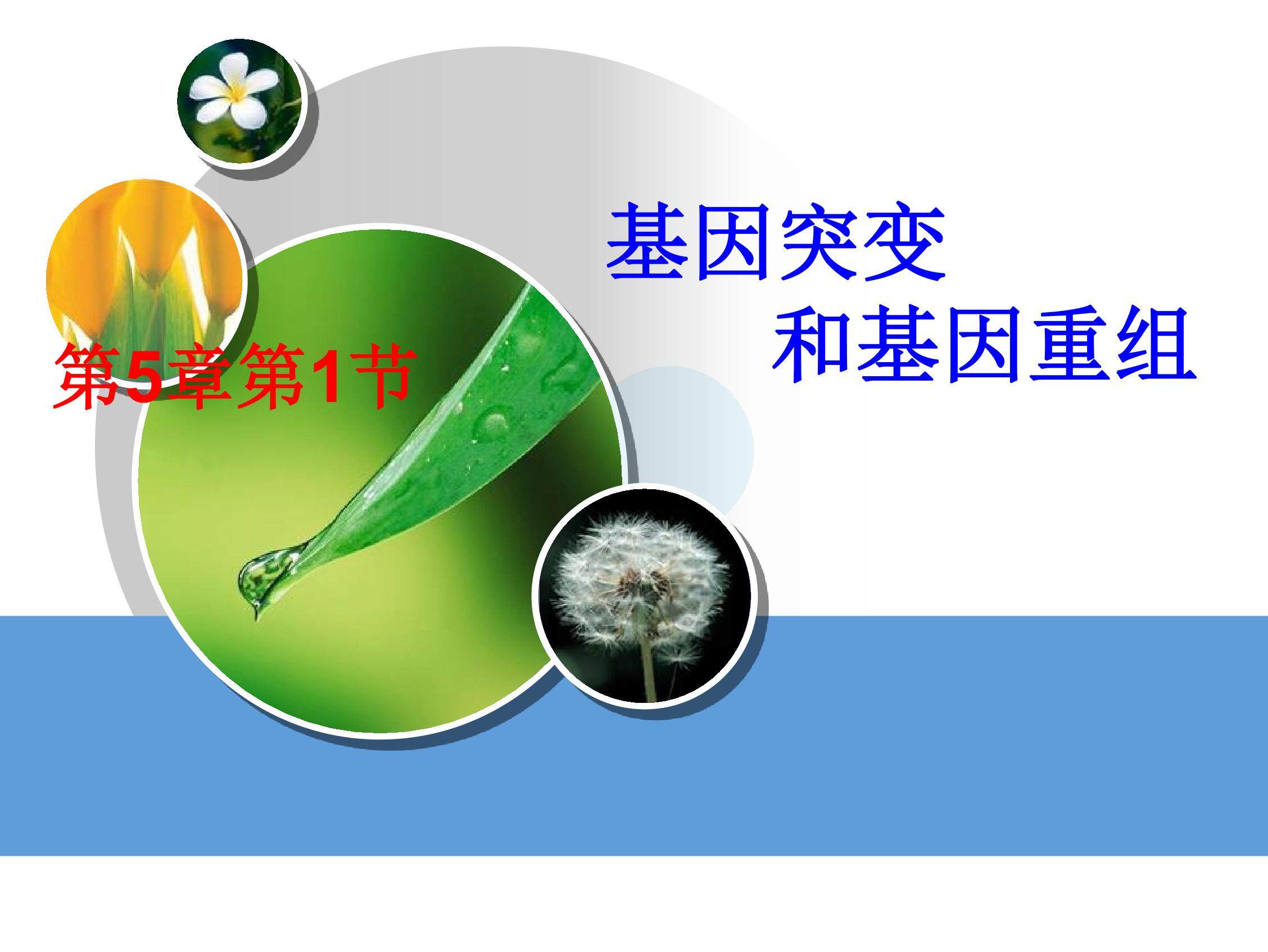 基因突变和基因重组
