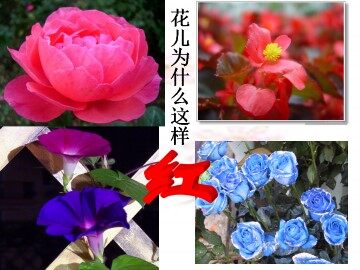 花儿为什么这样红_课件1