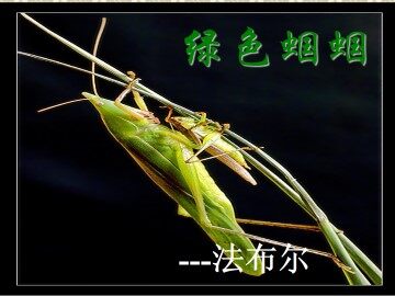 绿色蝈蝈_课件5