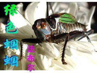 绿色蝈蝈_课件6