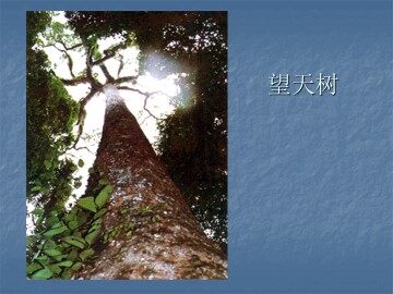 望天树_课件1