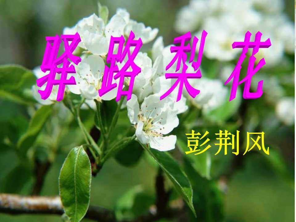 驿路梨花
