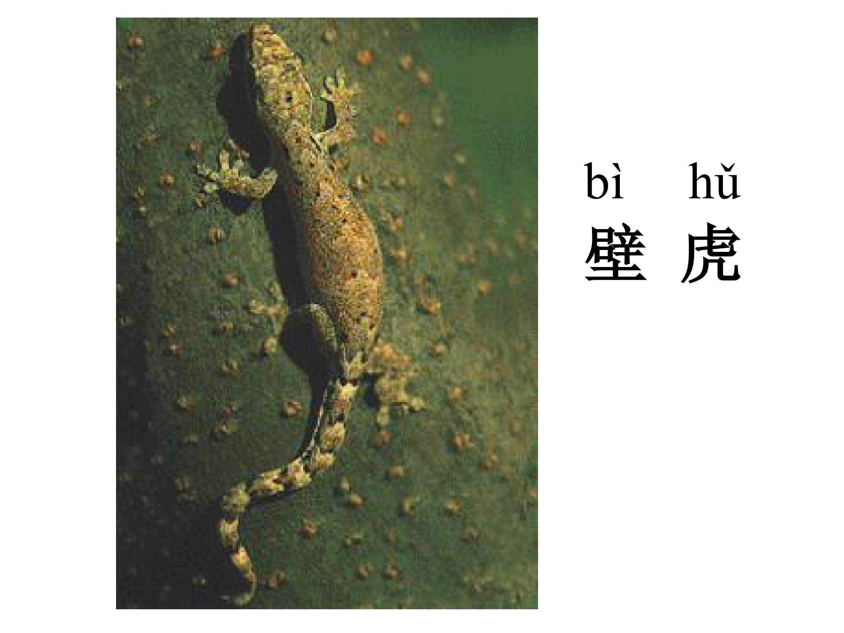 小壁虎借尾巴