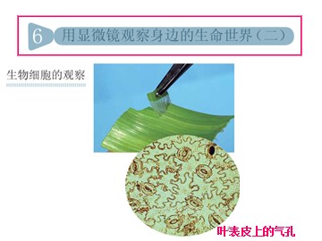 用显微镜观察身边的生命世界(二)课件3