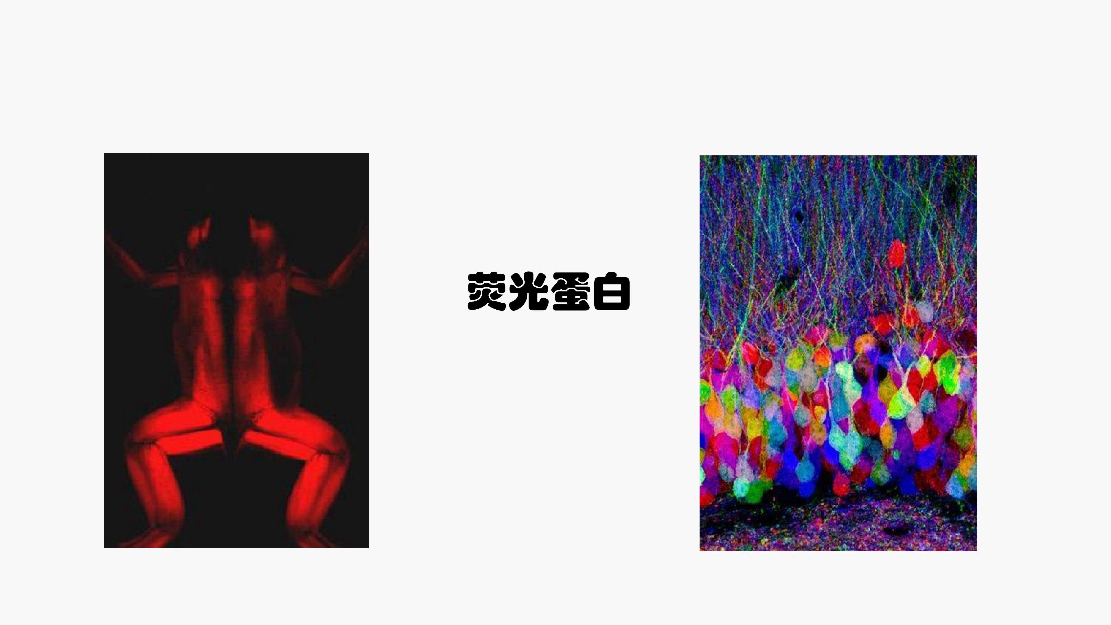 蛋白质工程的崛起