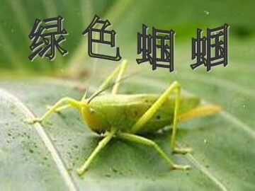 绿色蝈蝈_课件7
