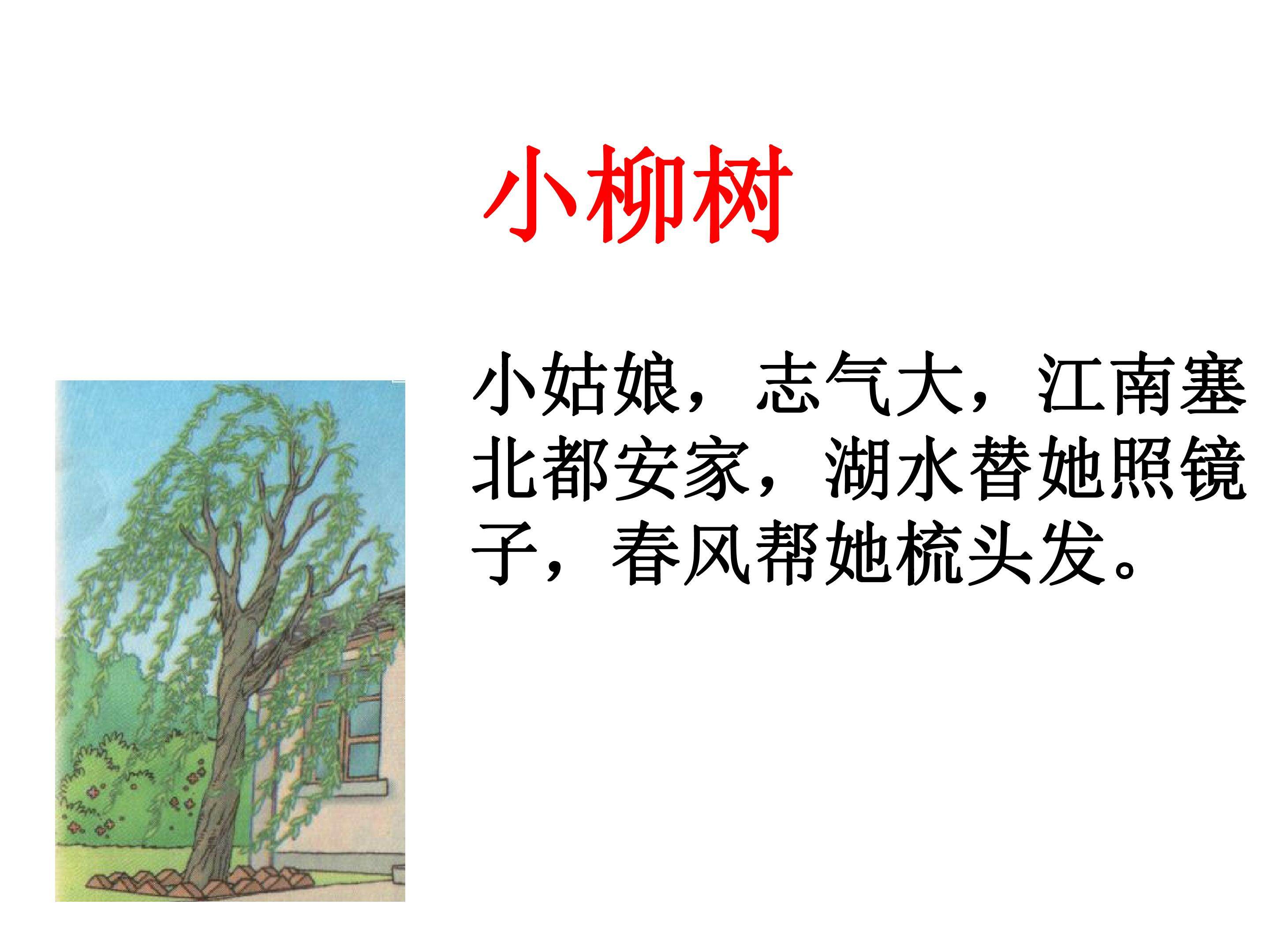 小柳树和小枣树