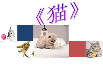 15 猫