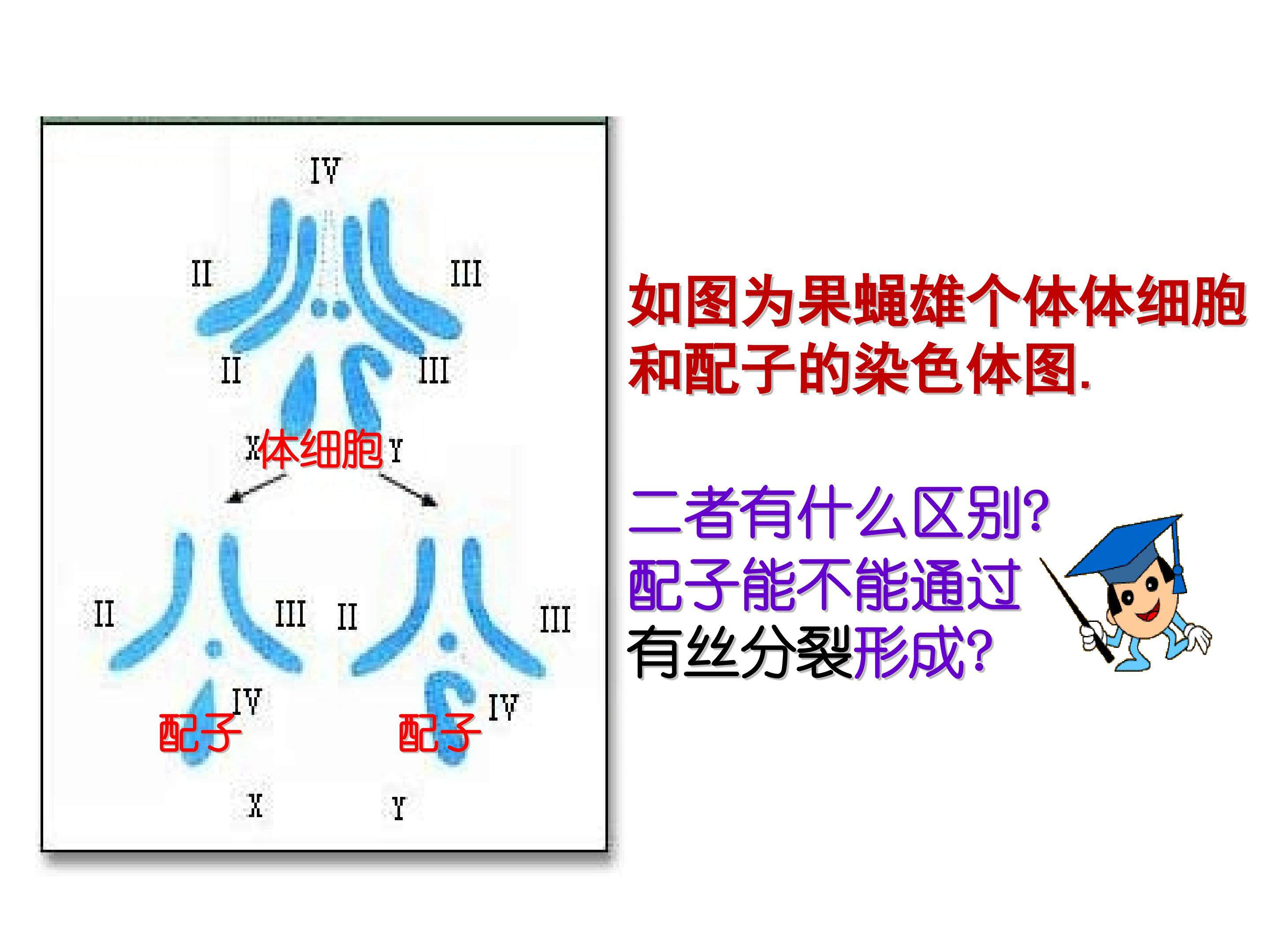 《减数分裂和受精作用》PPT