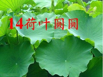 14 荷叶圆圆 