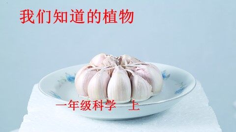 1．我们知道的植物