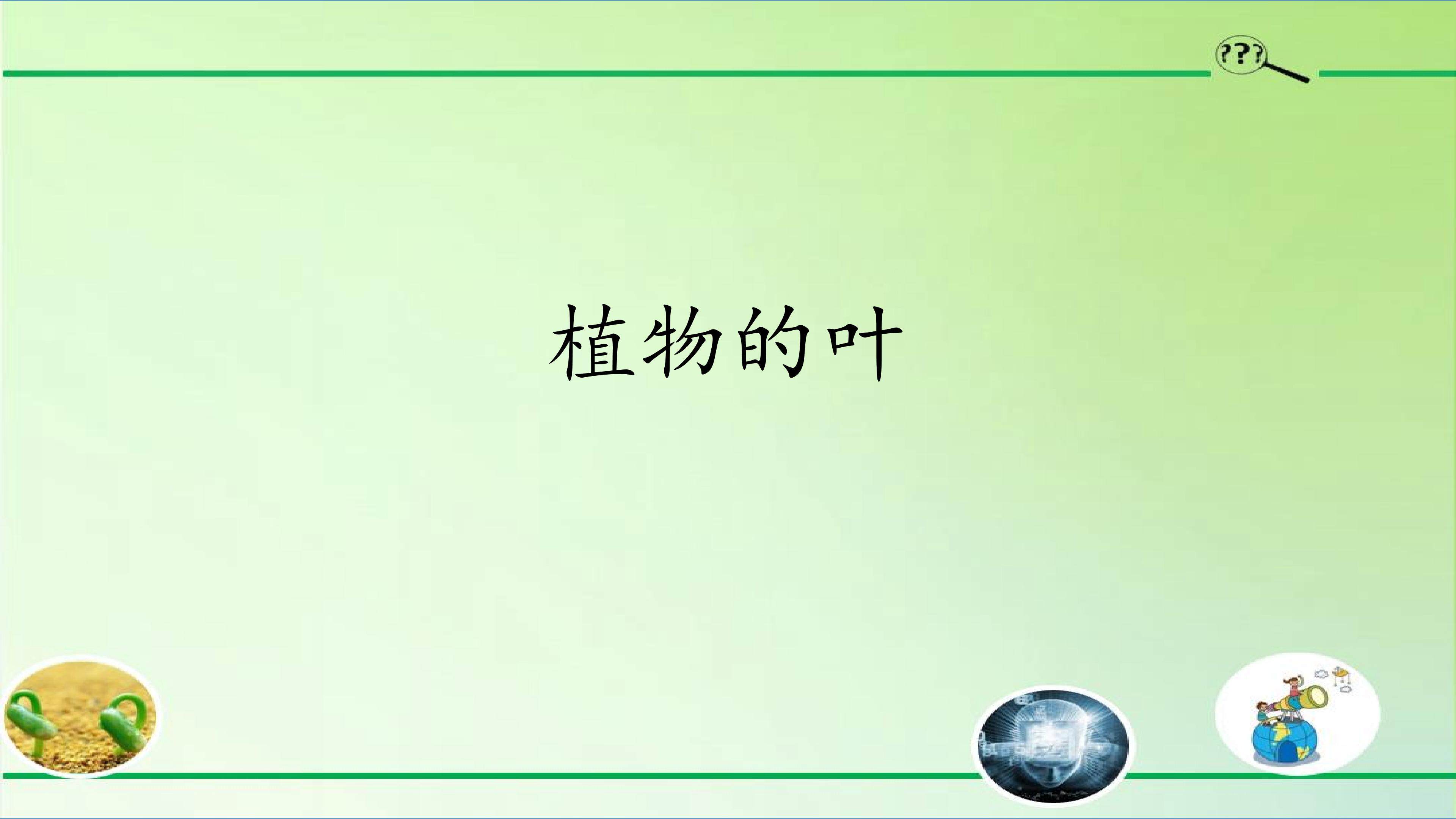 植物的叶