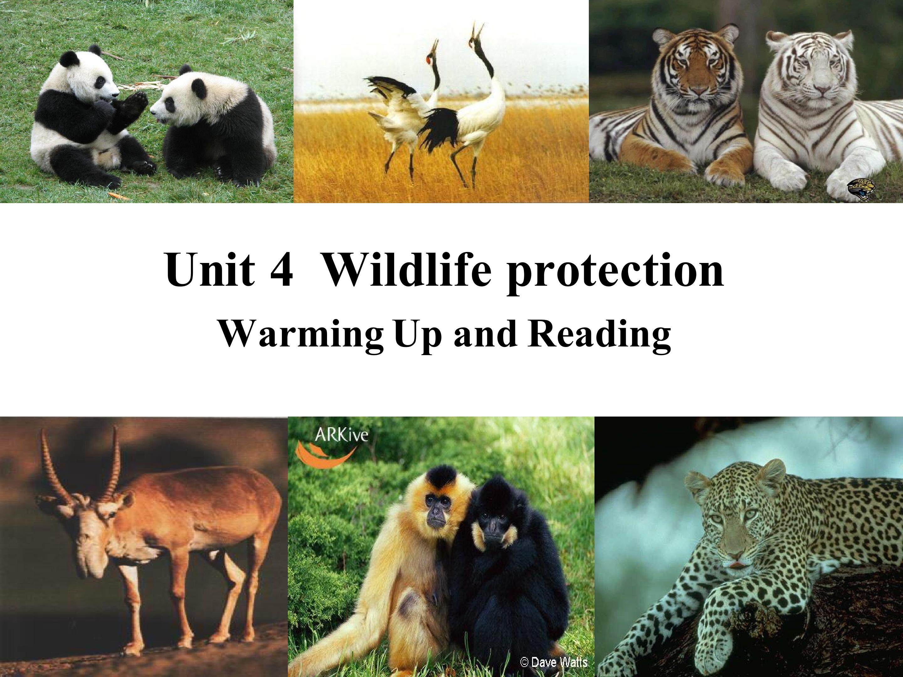 Wildlife Protection-Reading