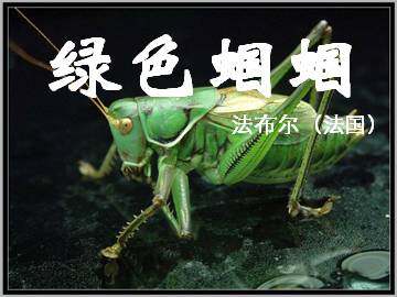 绿色蝈蝈_课件8