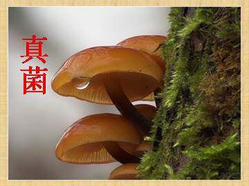 真菌_课件1