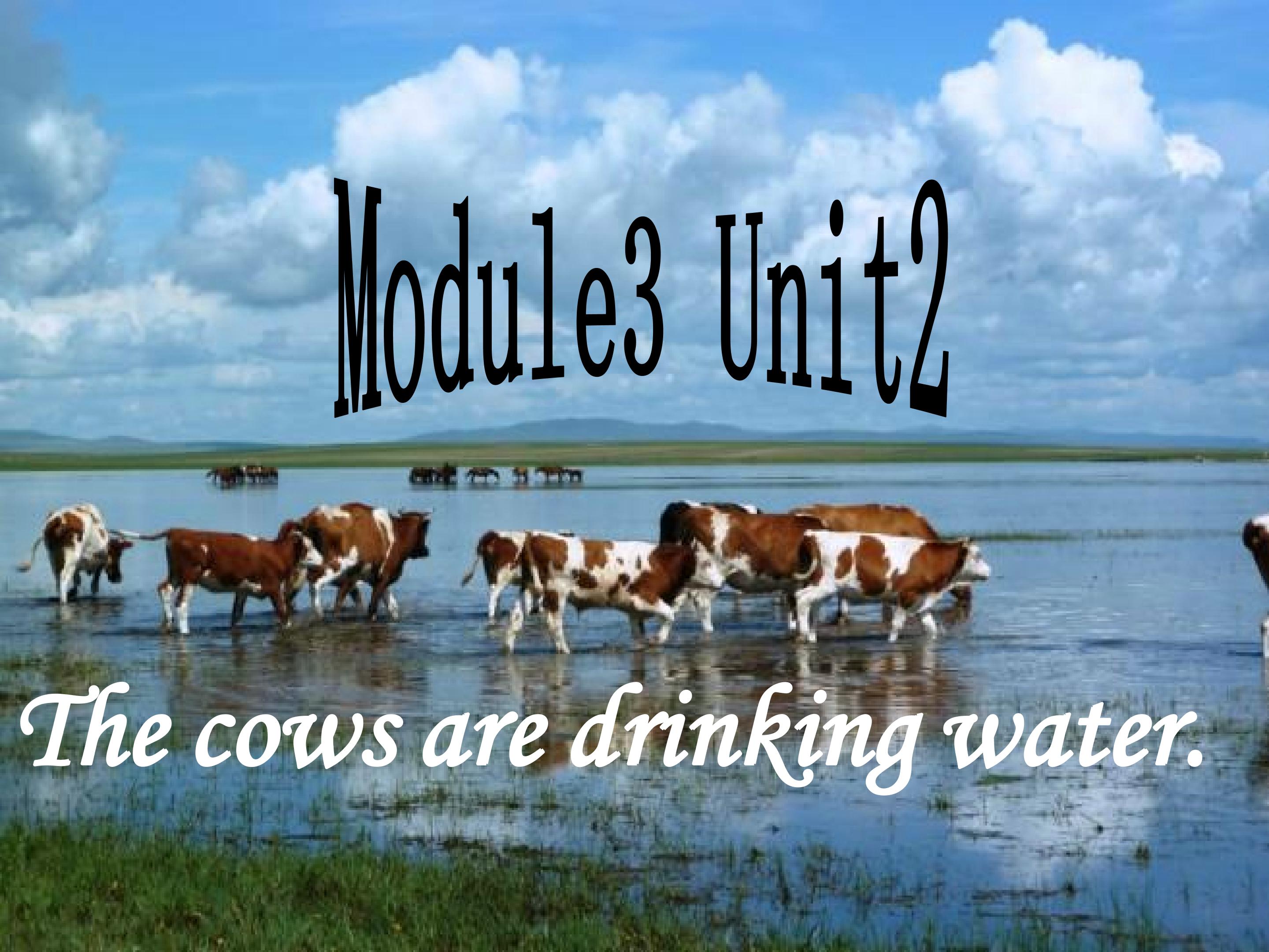 The cows are drinking water