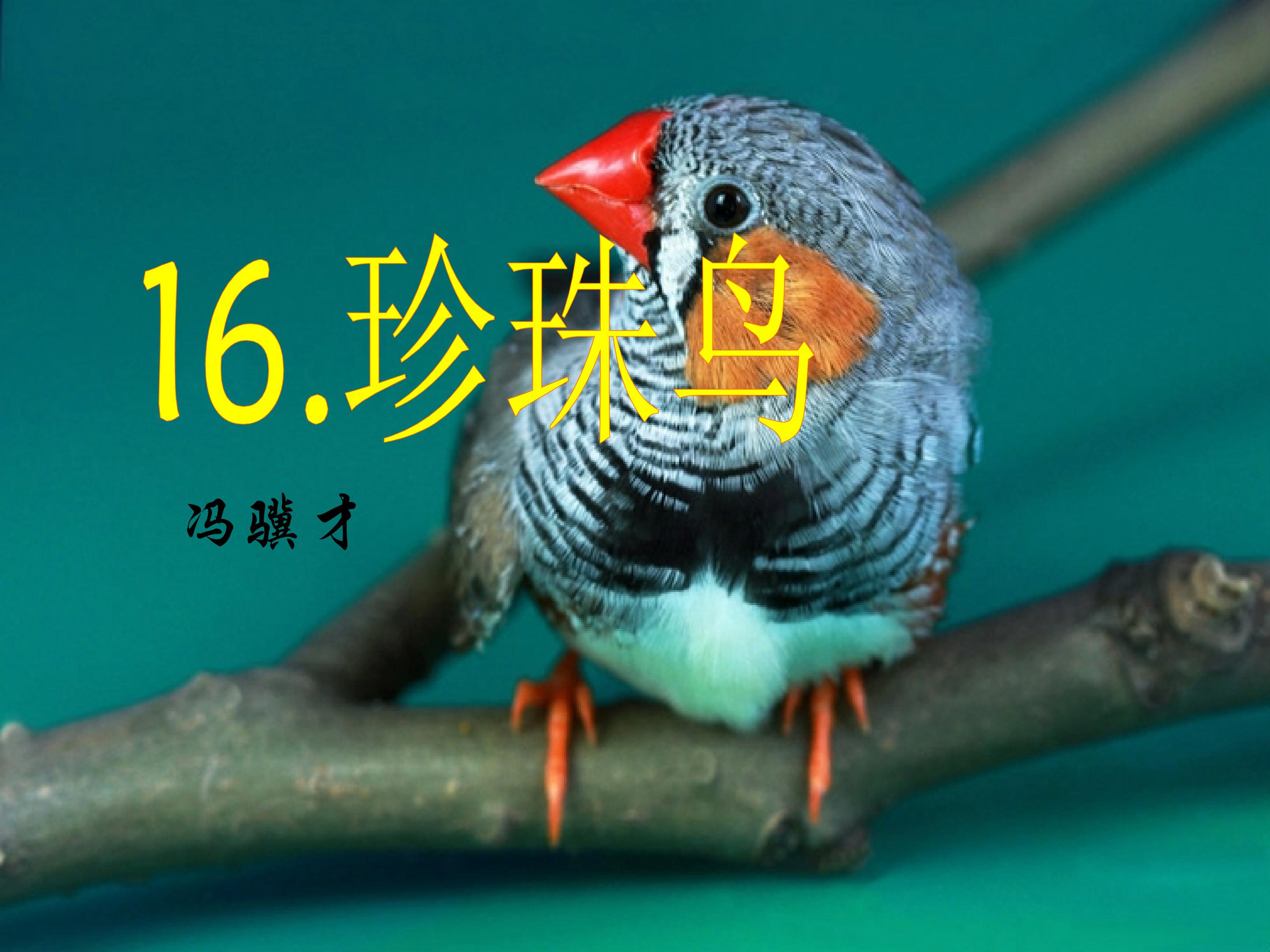 珍珠鸟