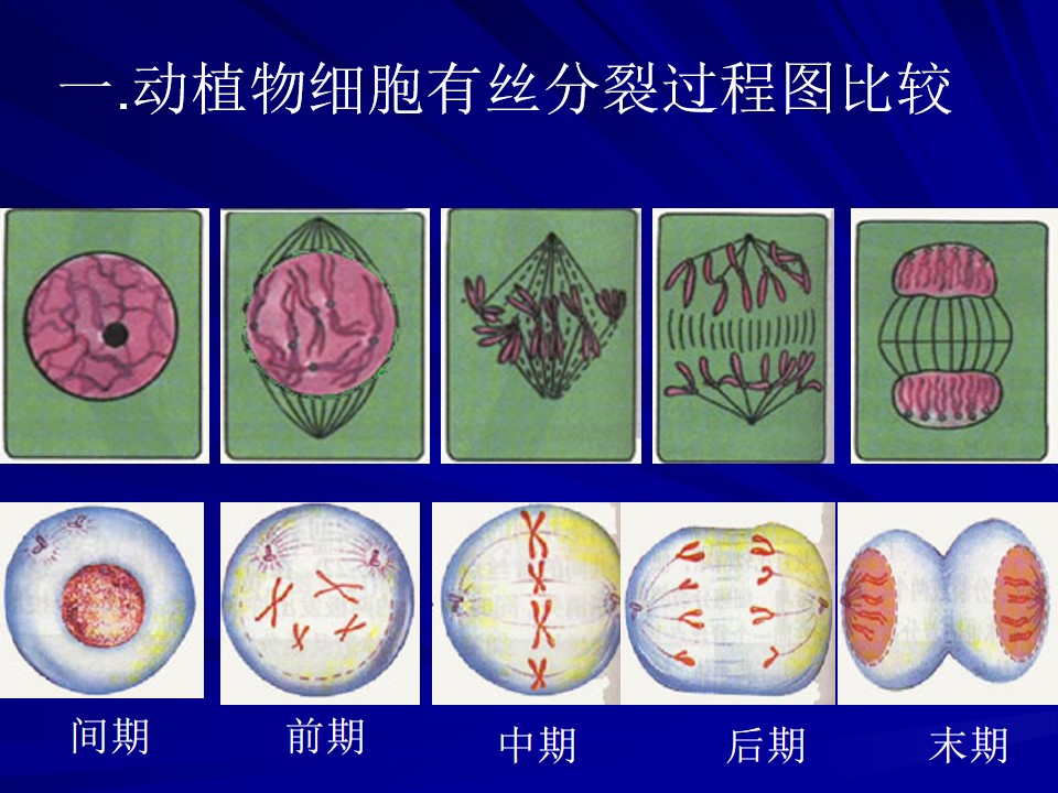 有丝分裂时期的染色体行为和数量变化、DNA数量变化