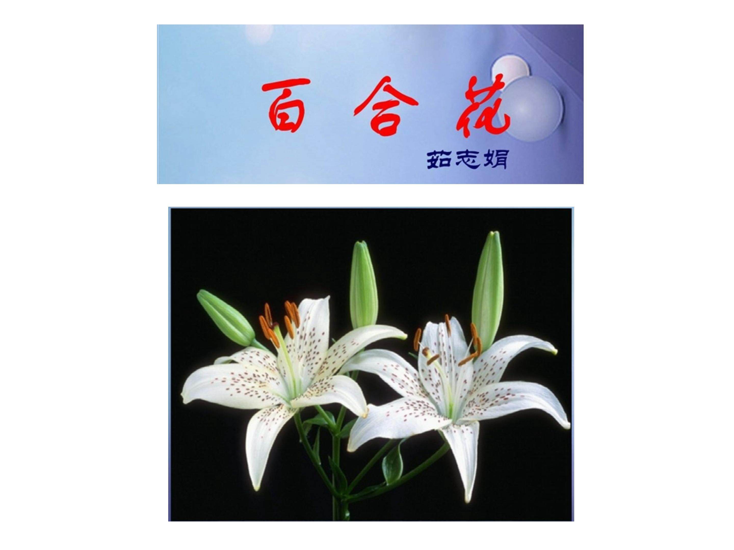 百合花_课件1