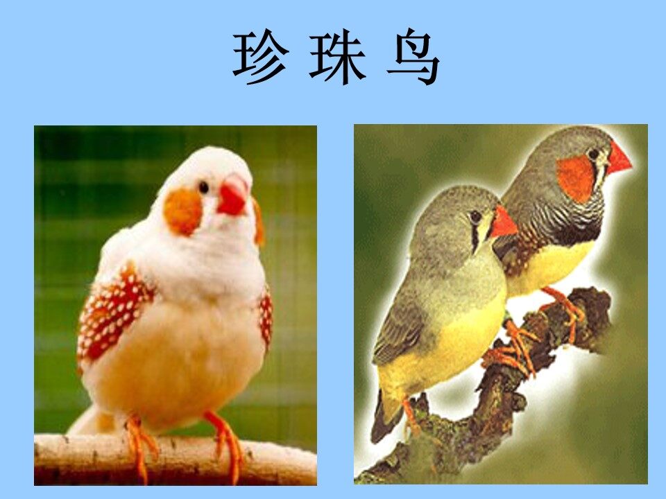 珍珠鸟